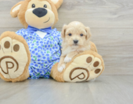8 week old Maltipoo Puppy For Sale - Windy City Pups