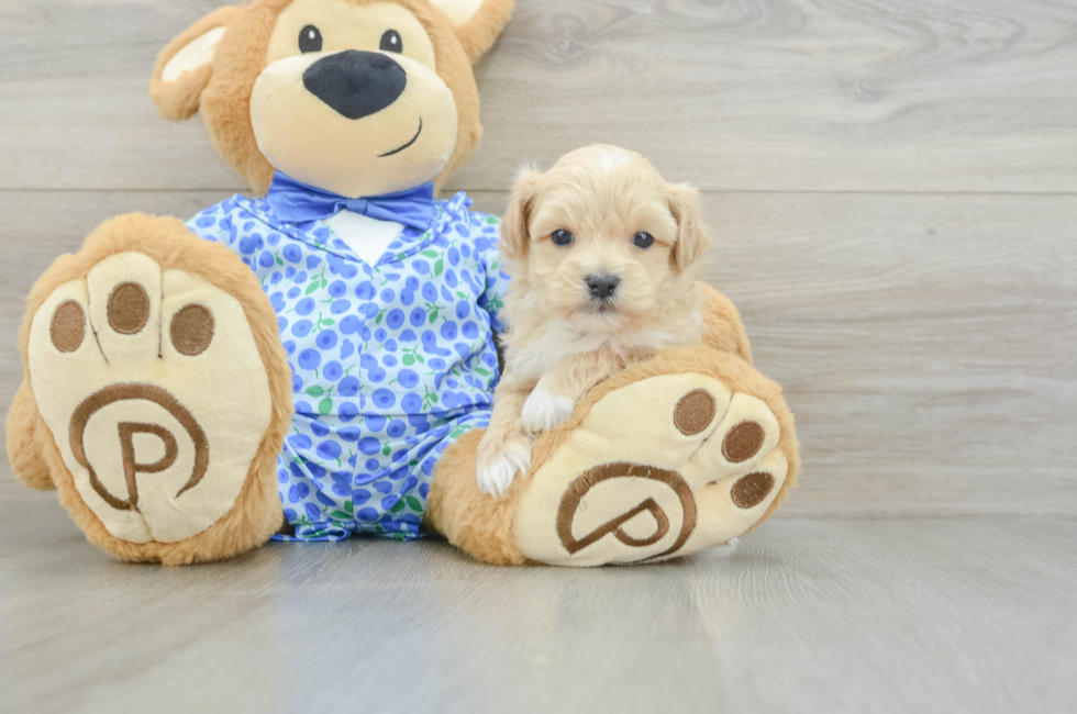 5 week old Maltipoo Puppy For Sale - Windy City Pups