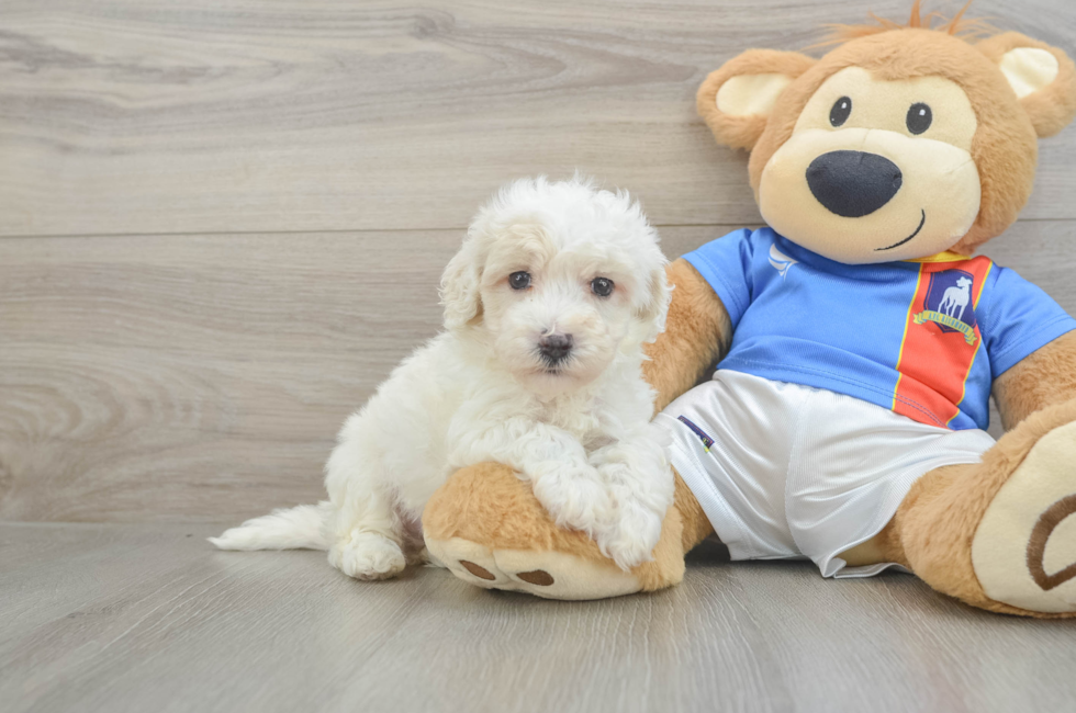 6 week old Maltipoo Puppy For Sale - Windy City Pups