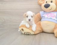 8 week old Maltipoo Puppy For Sale - Windy City Pups