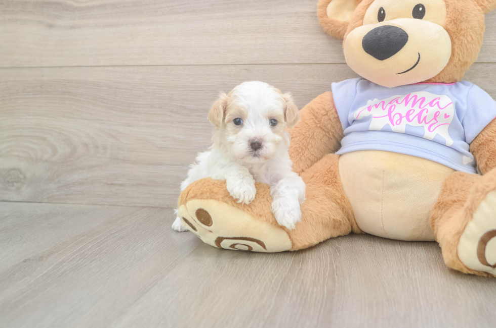 5 week old Maltipoo Puppy For Sale - Windy City Pups