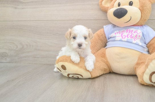 5 week old Maltipoo Puppy For Sale - Windy City Pups Best Maltipoo Baby