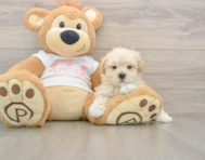 7 week old Maltipoo Puppy For Sale - Windy City Pups