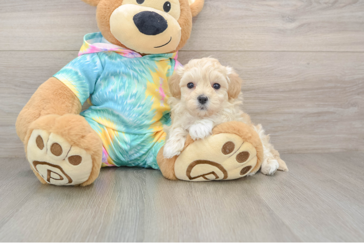 Hypoallergenic Malt Oodle Poodle Mix Puppy