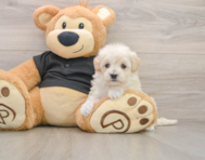 6 week old Maltipoo Puppy For Sale - Windy City Pups
