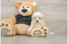 Maltipoo Puppy for Adoption