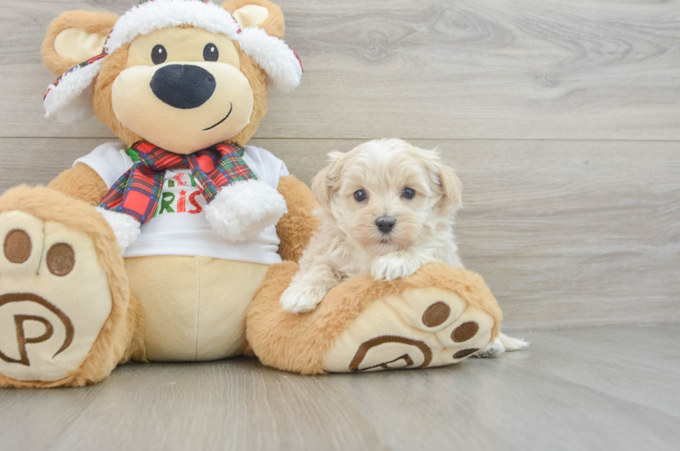 6 week old Maltipoo Puppy For Sale - Windy City Pups