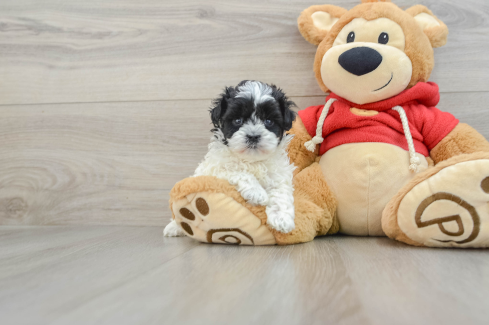 Sweet Maltipoo Baby