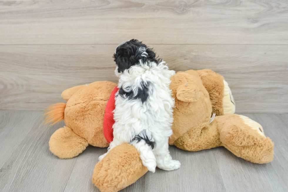 Little Moodle Poodle Mix Puppy