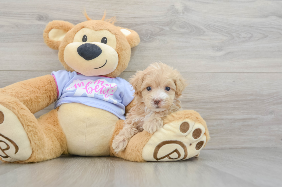 7 week old Maltipoo Puppy For Sale - Windy City Pups