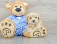 8 week old Maltipoo Puppy For Sale - Windy City Pups