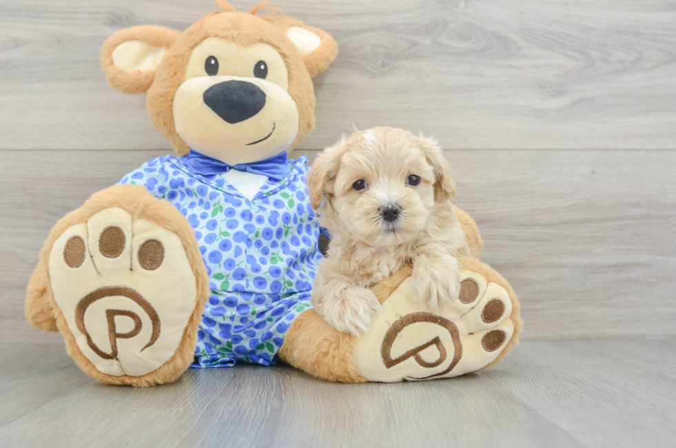 8 week old Maltipoo Puppy For Sale - Windy City Pups