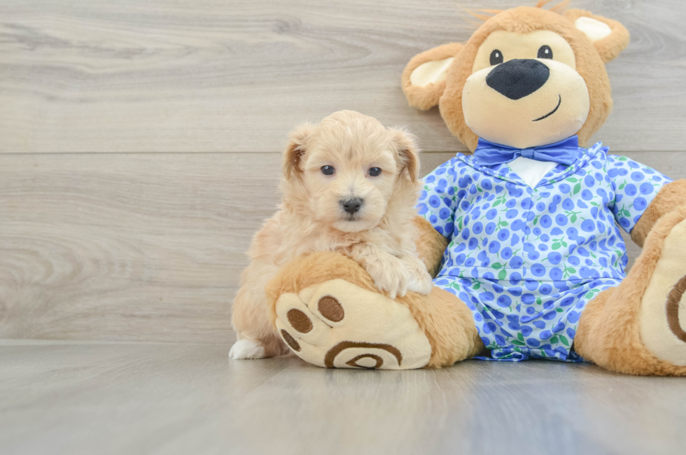 5 week old Maltipoo Puppy For Sale - Windy City Pups
