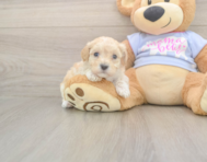 8 week old Maltipoo Puppy For Sale - Windy City Pups