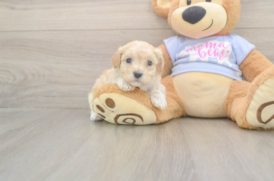 5 week old Maltipoo Puppy For Sale - Windy City Pups Maltipoo Puppy for Adoption