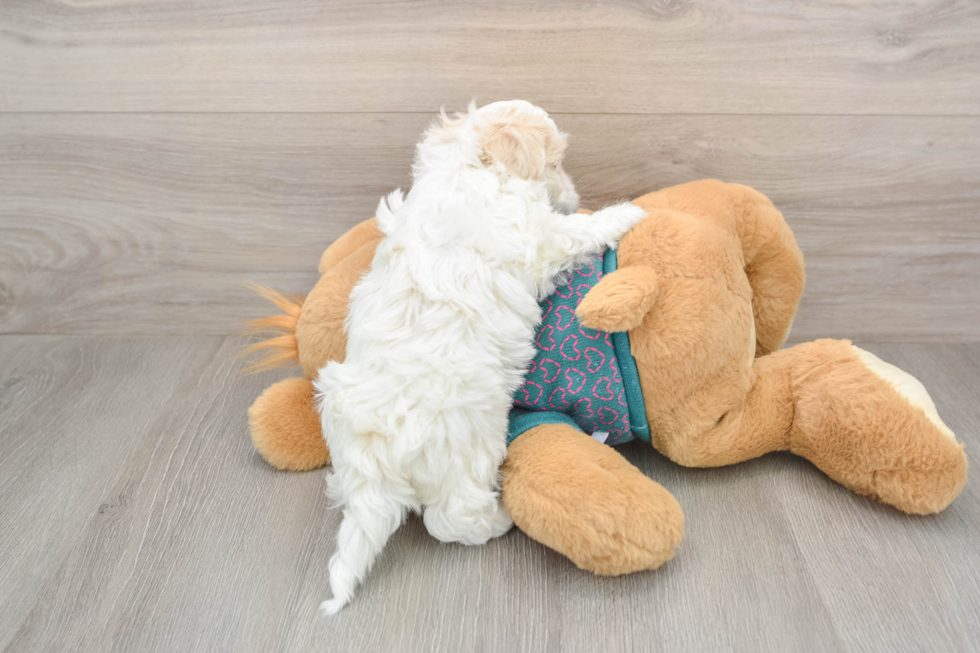 Maltipoo Pup Being Cute