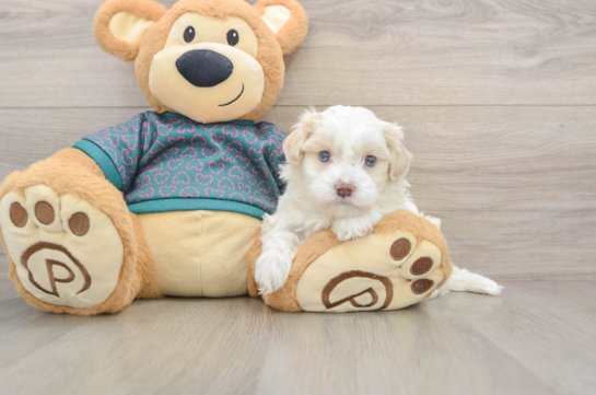 Maltipoo Puppy for Adoption