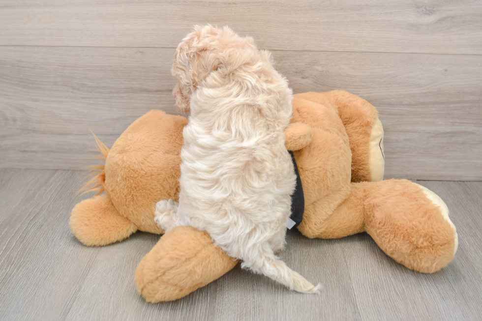 Friendly Maltipoo Baby