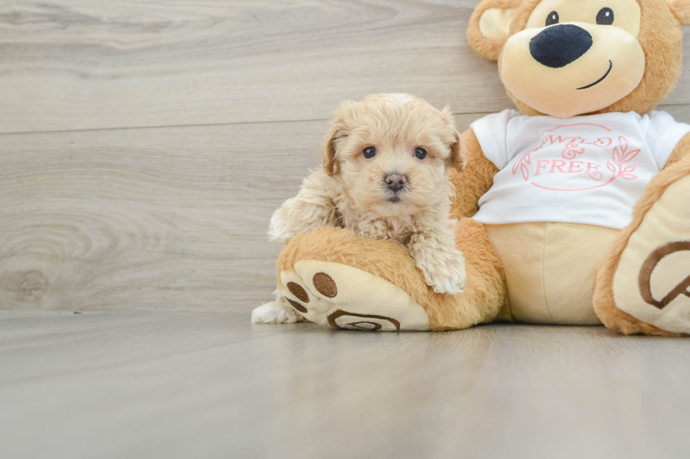 Smart Maltipoo Poodle Mix Pup