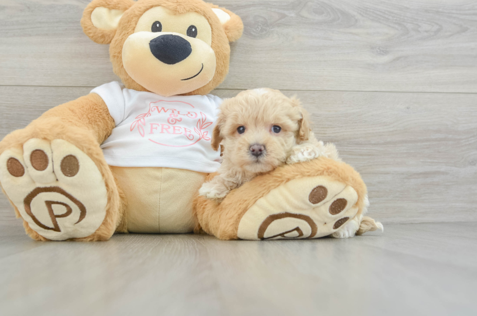 6 week old Maltipoo Puppy For Sale - Windy City Pups