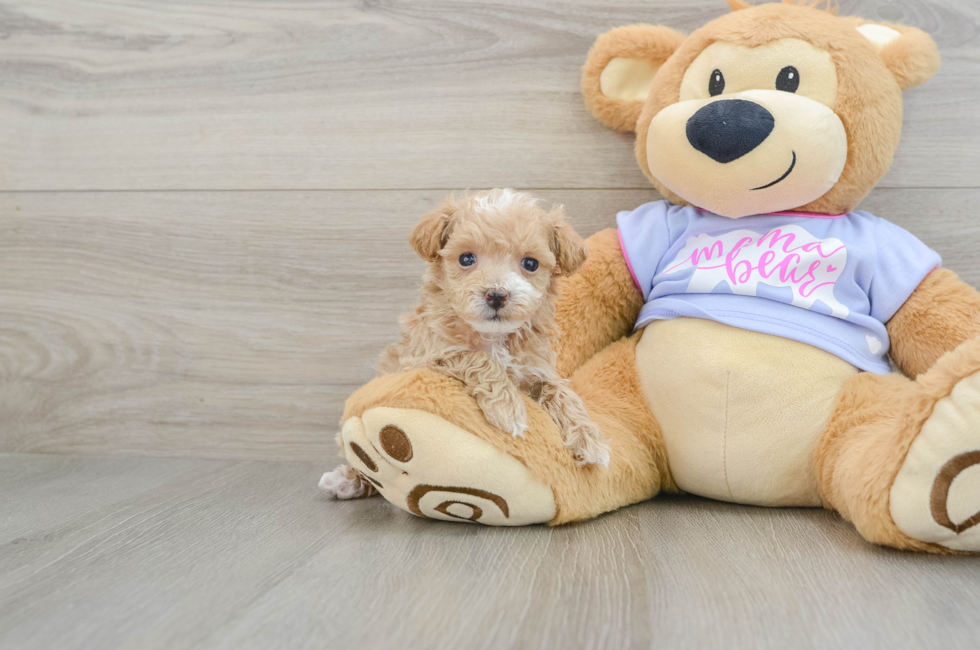 7 week old Maltipoo Puppy For Sale - Windy City Pups