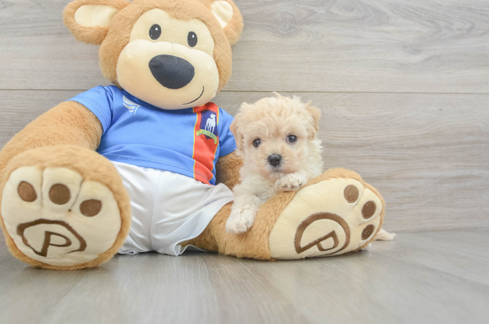 6 week old Maltipoo Puppy For Sale - Windy City Pups