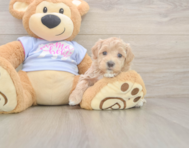 7 week old Maltipoo Puppy For Sale - Windy City Pups