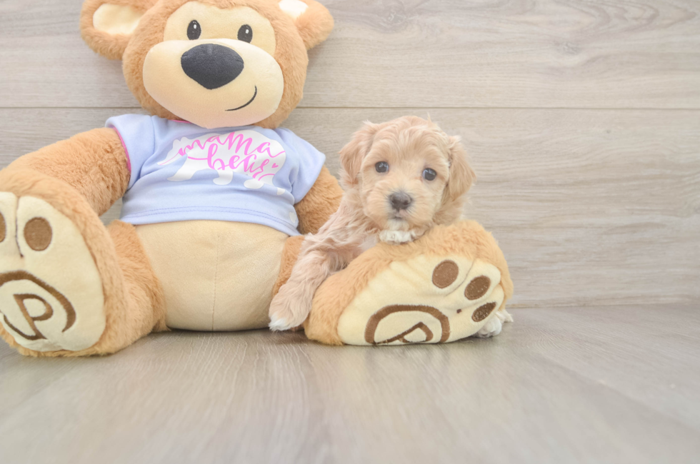 6 week old Maltipoo Puppy For Sale - Windy City Pups