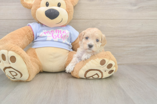 5 week old Maltipoo Puppy For Sale - Windy City Pups Hypoallergenic Malt Oodle Poodle Mix Puppy