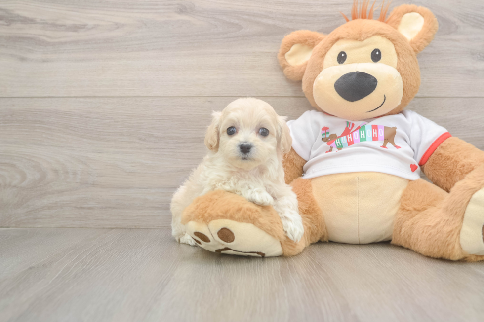 Smart Maltipoo Poodle Mix Pup