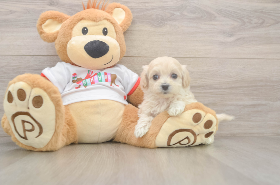 5 week old Maltipoo Puppy For Sale - Windy City Pups