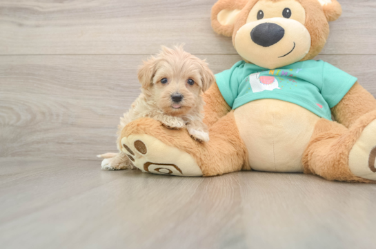 Petite Maltipoo Poodle Mix Pup