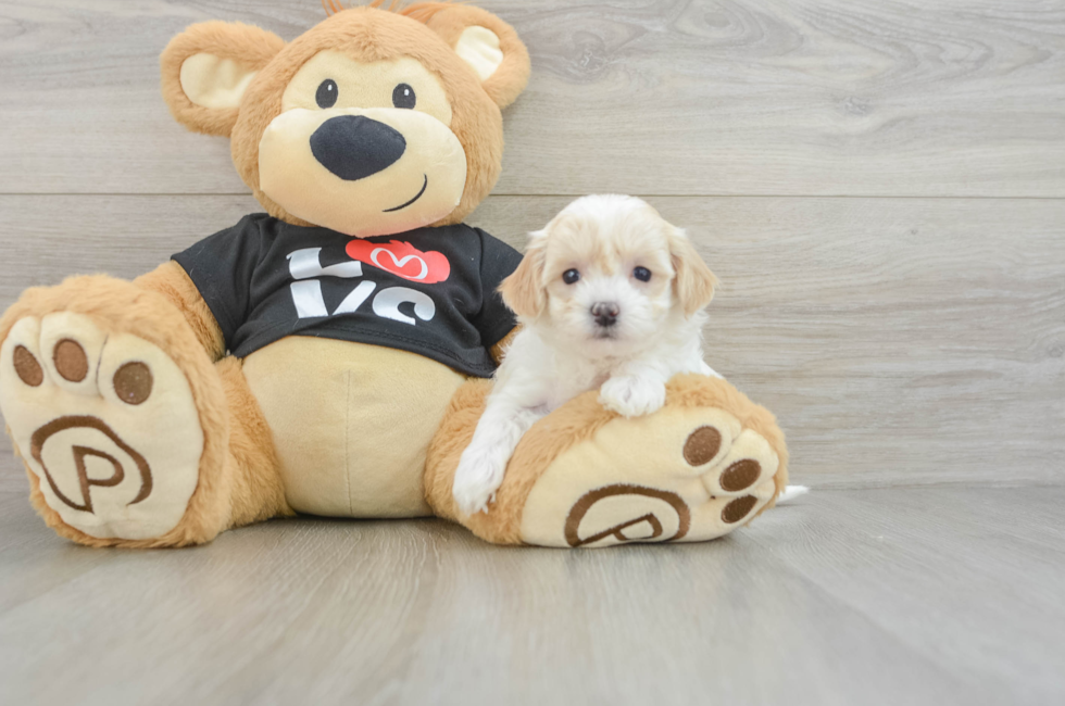 5 week old Maltipoo Puppy For Sale - Windy City Pups