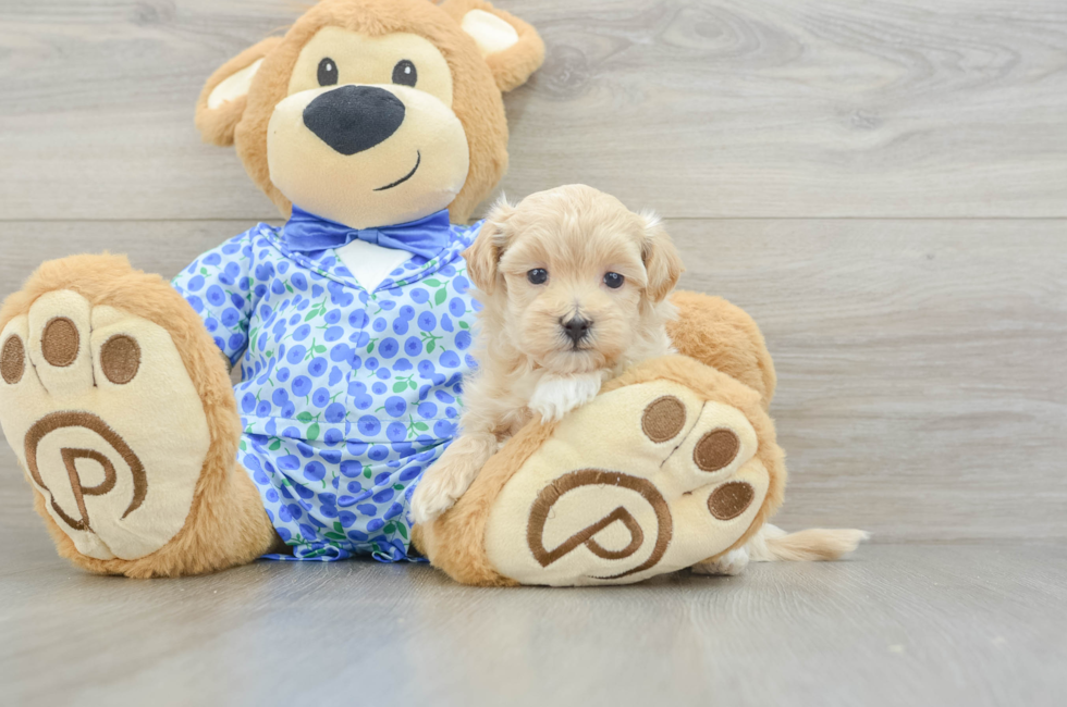 5 week old Maltipoo Puppy For Sale - Windy City Pups