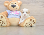 7 week old Maltipoo Puppy For Sale - Windy City Pups