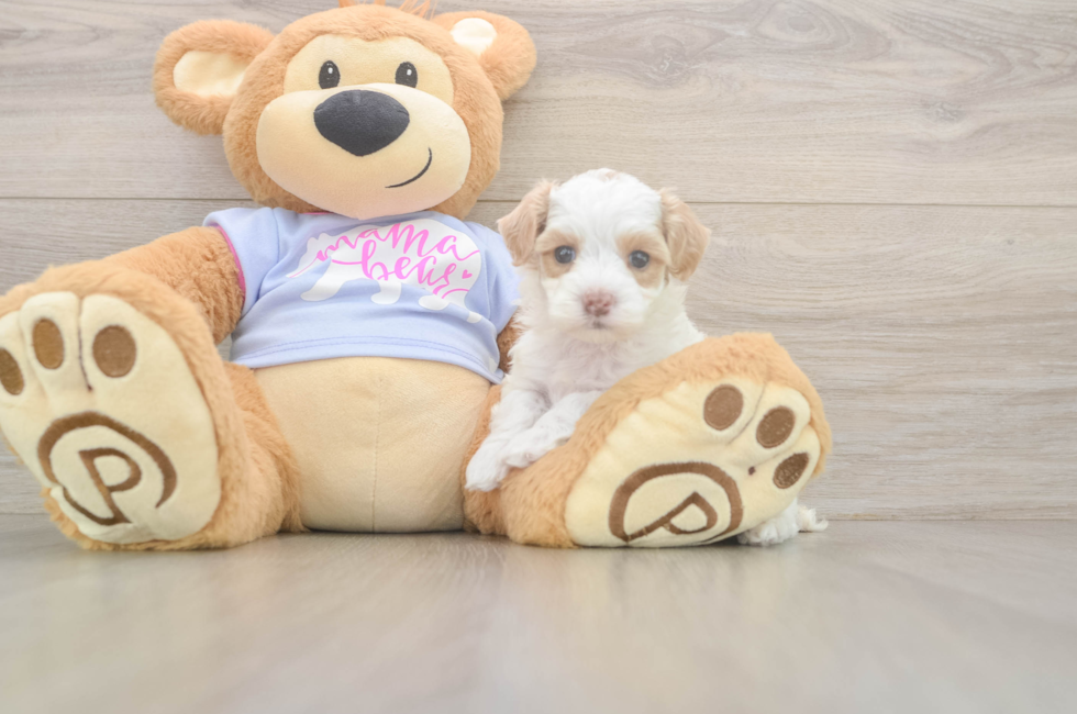 6 week old Maltipoo Puppy For Sale - Windy City Pups