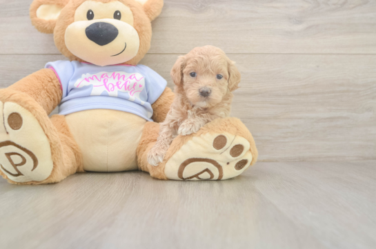 5 week old Maltipoo Puppy For Sale - Windy City Pups Little Malt a Poo Poodle Mix Puppy
