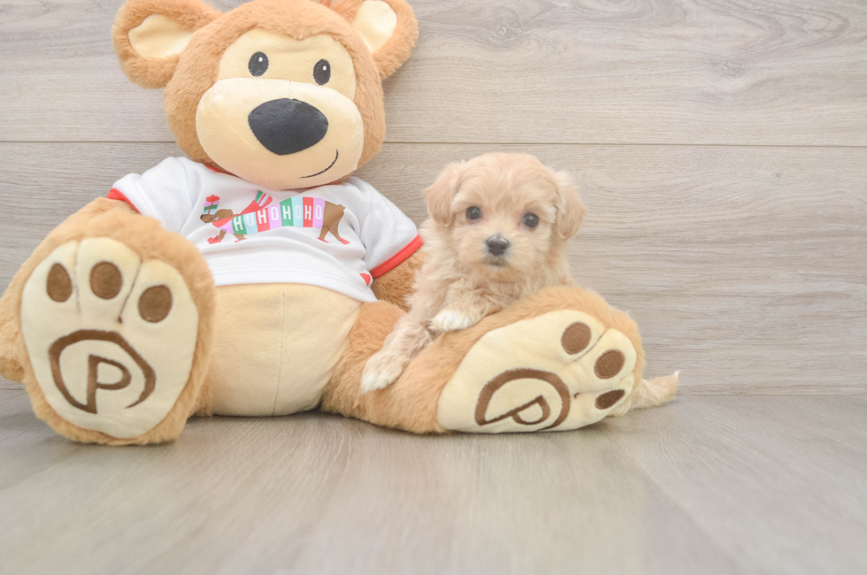 5 week old Maltipoo Puppy For Sale - Windy City Pups