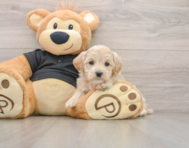 9 week old Maltipoo Puppy For Sale - Windy City Pups