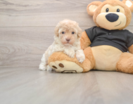 7 week old Maltipoo Puppy For Sale - Windy City Pups