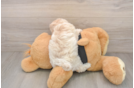 Maltipoo Puppy for Adoption
