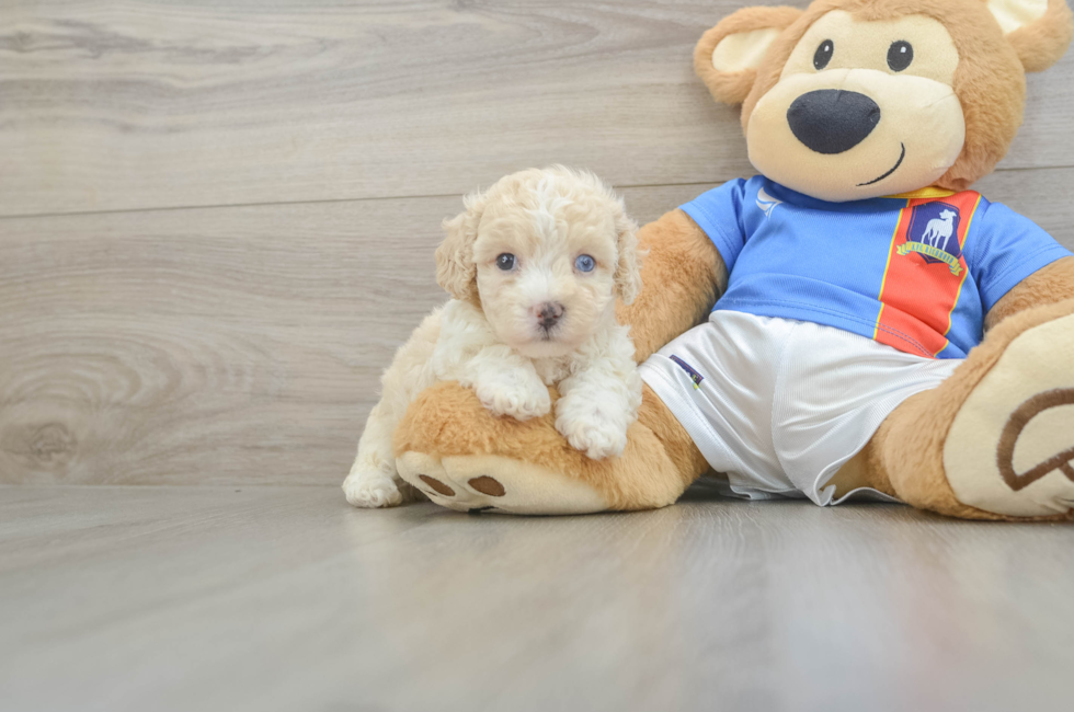 6 week old Maltipoo Puppy For Sale - Windy City Pups