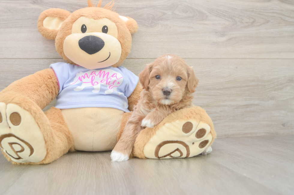 6 week old Maltipoo Puppy For Sale - Windy City Pups