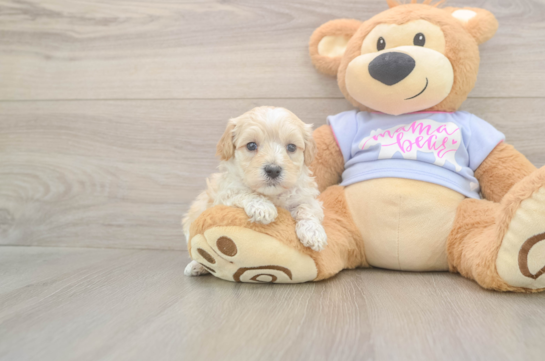 5 week old Maltipoo Puppy For Sale - Windy City Pups Maltipoo Pup Being Cute