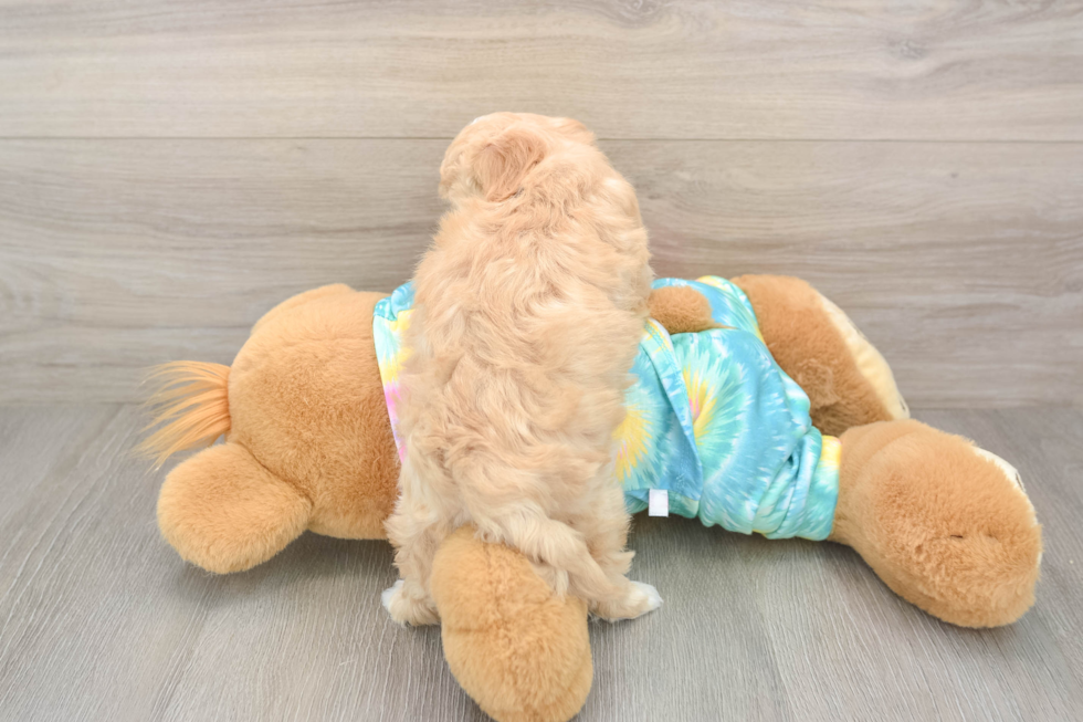 Maltipoo Puppy for Adoption