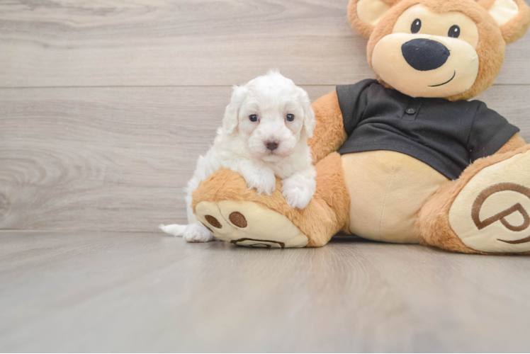 Adorable Multipoo Poodle Mix Puppy