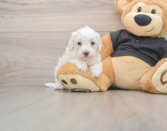 7 week old Maltipoo Puppy For Sale - Windy City Pups