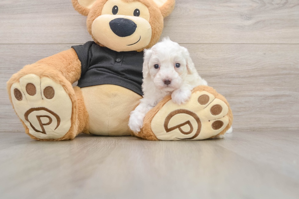 Friendly Maltipoo Baby