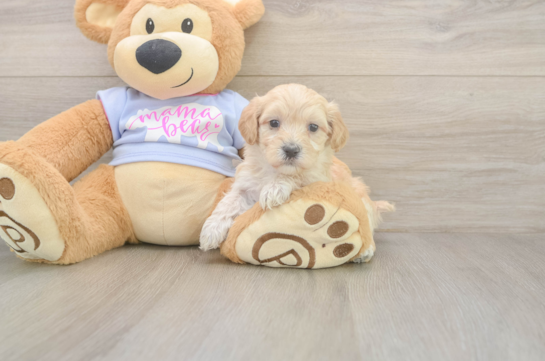 5 week old Maltipoo Puppy For Sale - Windy City Pups Maltipoo Puppy for Adoption