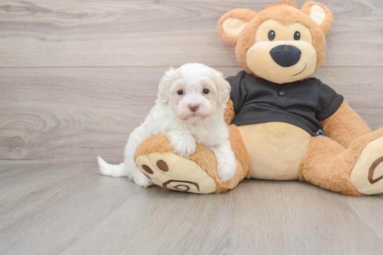 Maltipoo Pup Being Cute